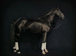 Andreas Mühe, "Totilas 2", museo silver rag print, 80 x 60 cm, Edition of 5 + 3 AP, 2012