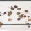 Cheng Ran, "Tide Conversations", mixed media installation (stones, sea shells, fountain pen nibs, inscribed notepaper, wooden plinth and glass cover), 105 x 244 x 80 cm, 2013 (detail). 程然，《潮汐交谈》，混合媒体装置（石头、海贝壳、钢笔笔头、落款的信纸、木质底座和玻璃盖），105 x 244 x 80 cm，2013（细节）