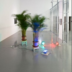 Initial Ritual of Mr. Butterflies, Butterfly palm tree, LED light, spinner, Dimensions variable, 2015
杨沛铿，《蝴蝶先生的第一步》，蝴蝶棕榈树，LED灯，转盘，尺寸可变，2015