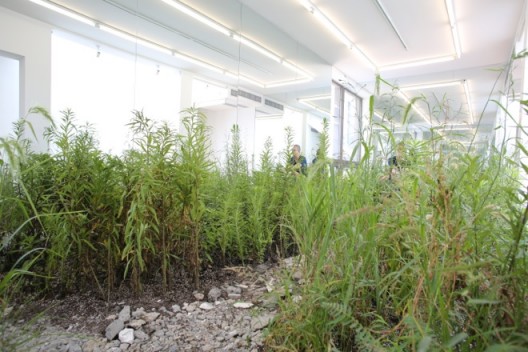 “Weed Party (installation view at Leo Xu Projects)“, weeds, dirt, mirrors, 2015《Weed Party》 (Leo Xu Projects 装置现场)，野草，泥土，镜子，2015