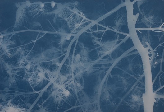 张大力 松树Pine(25)亚麻布蓝晒Cyanotype on canvas 100X146cm