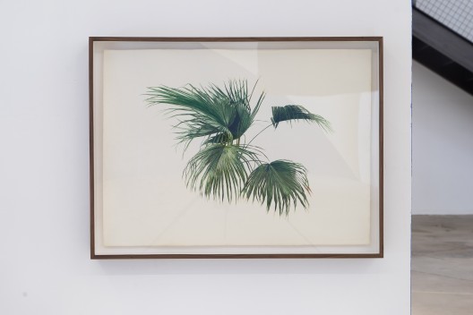 《无题（棕榈树 ）No. 2》，纸本水彩，76.5 x 56 cm，84 x 63.5 x 7 cm (带框)，2014 / Hu Yun, 
