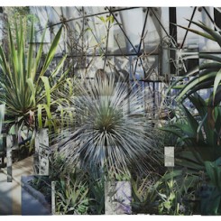 Greenhouse 2, 2017, 
Archival pigment print
43 1/4 x 98 3/8 inches (110 x 250 cm), Image courtesy of Klein Sun Gallery and the artist, © Ji Zhou.