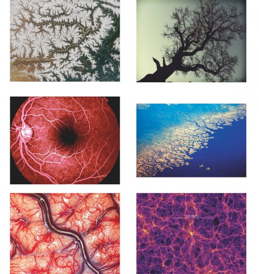 插图27 大自然中的分形图片：树、西 藏雅鲁藏布江、海岸线、视网 膜中的血管、宇宙、大脑。