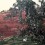 《十一日谈—红岩》，三屏绢本工笔重彩，142×608 cm，2013-2016（142×145 cm / 142×243 cm / 142×201 cm）（Photo: Alan Yang）