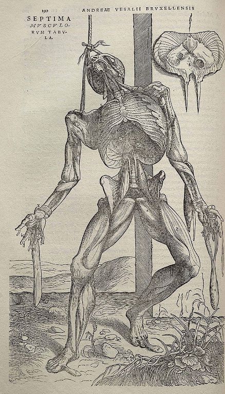 文艺复兴插画家维萨里（Andreas Vesalius）《人体构造》中的人体解剖图