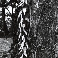 Simryn Gill. Forest #16, 1996–1998. Gelatin silver print. M+, Hong Kong. . Simryn Gill
Simryn Gill，《森林#16》，1996至1998年，银盐照片，M+，香港 . Simryn Gill。