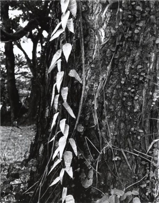 Simryn Gill. Forest #16, 1996–1998. Gelatin silver print. M+, Hong Kong. . Simryn Gill Simryn Gill，《森林#16》，1996至1998年，银盐照片，M+，香港 . Simryn Gill。 