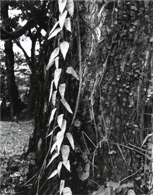 Simryn Gill. Forest #16, 1996–1998. Gelatin silver print. M+, Hong Kong. . Simryn Gill Simryn Gill,《森林#16》,1996至1998年,银盐照片,M+,香港 . Simryn Gill。