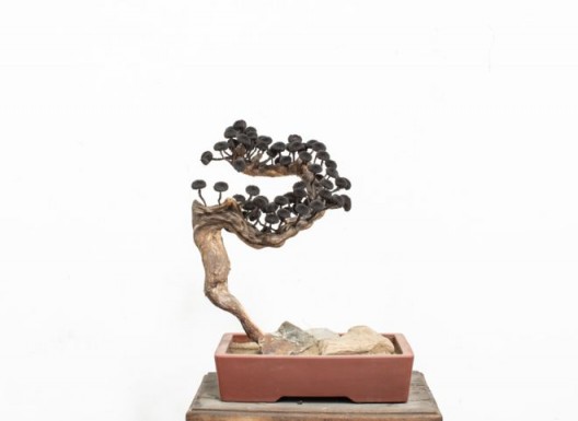 Bonsai / 2016 / Iron dust, magnet, iron nail, wood branch / 50 x 43 x 39 cm