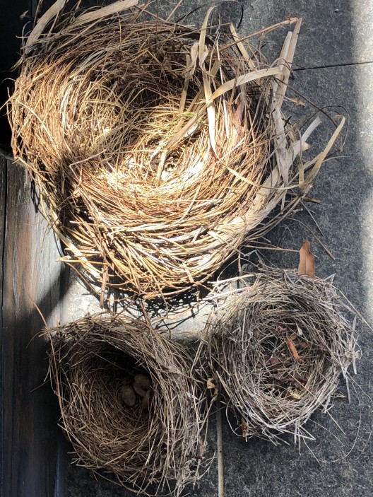 Nests