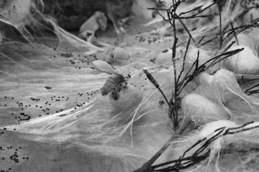 Liang Shaoji 梁绍基,The Snow Butterfly 雪蝶,2014,Epson Ultra Giclée on Enhanced Matte爱普生艺术微喷,增强粗面美术纸,40 x 60 cm,Edition of 3
