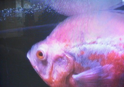 Weird red fish by Michael E. Smith's video at KOW - Paris Internationale
