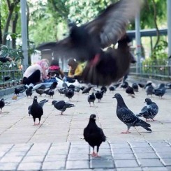 “Black bird Island”, Video, 6’30”, sound, color
《黑鸟岛》，录像, 6’30”, 有声, 彩色