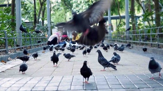 “Black bird Island”, Video, 6’30”, sound, color 《黑鸟岛》，录像, 6’30”, 有声, 彩色