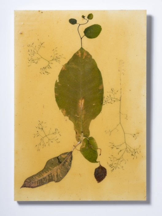 Grafting Gone Aslant 2017 Panneau en bois, vernis à bois, plantes trouvées, poussière, feuilles de tabac / Wooden panel, wood varnish, found plants, dust, tobacco leaves 90 x 63 cm / 35 3/8 x 24 6/8 inches HY17 3 Courtesy of the artist and Galerie Chantal Crousel, Paris Photo : Florian Kleinefenn