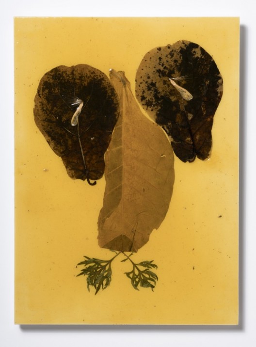 Elephant Dancing on Toes 2017 Panneau en bois, vernis à bois, plantes trouvées, poussière, feuilles de tabac / Wooden panel, wood varnish, found plants, dust, tobacco leaf 75 x 55 cm / 29 1/2 x 21 5/8 inches HY17 6 Courtesy of the artist and Galerie Chantal Crousel, Paris Photo : Florian Kleinefenn