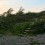 Three picturesque trees behind a picturesque septic tank © Claire Kerr 2020