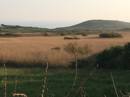 African Savannah at Ballyconnell © Claire Kerr 2020